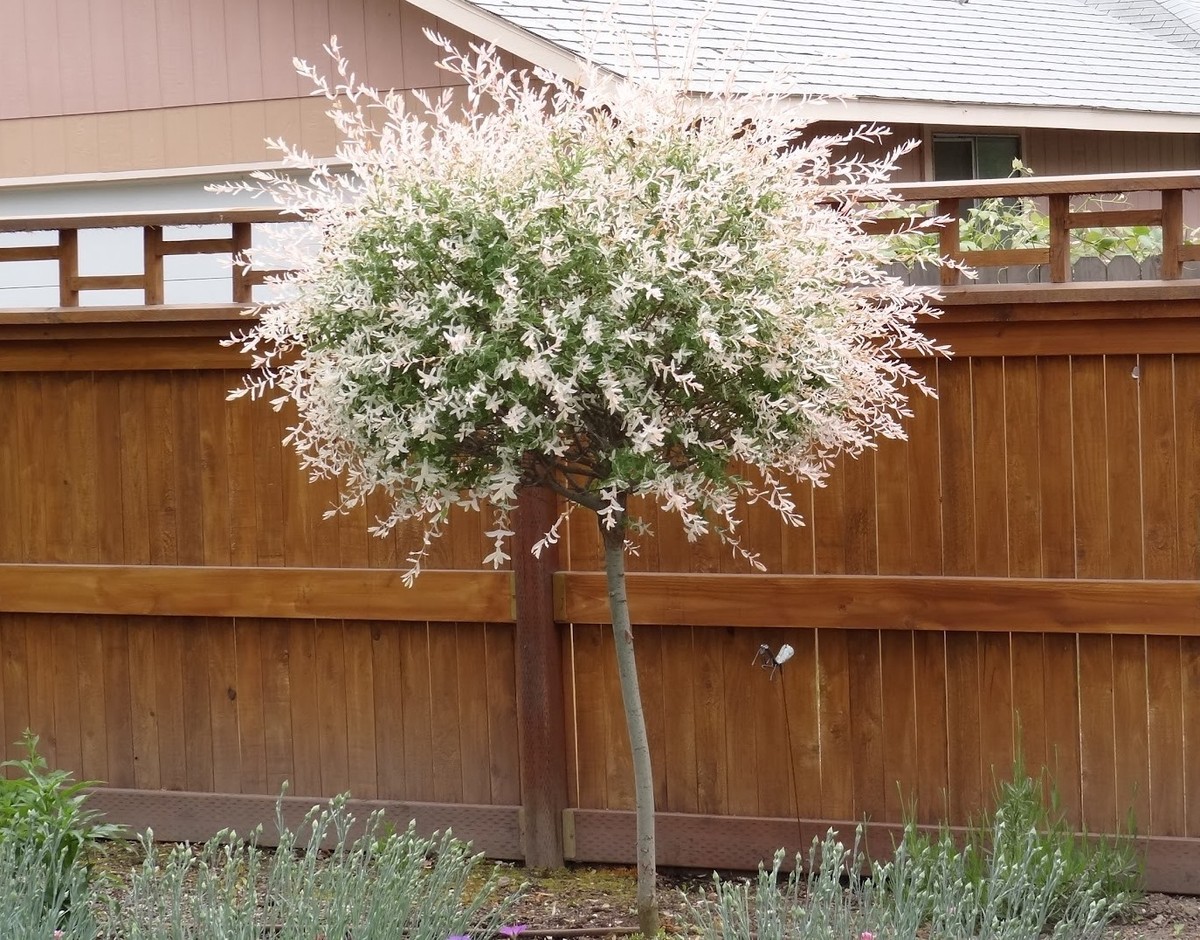 Japanese Dappled Nishiki Willow shrub/tree quart pot | eBay