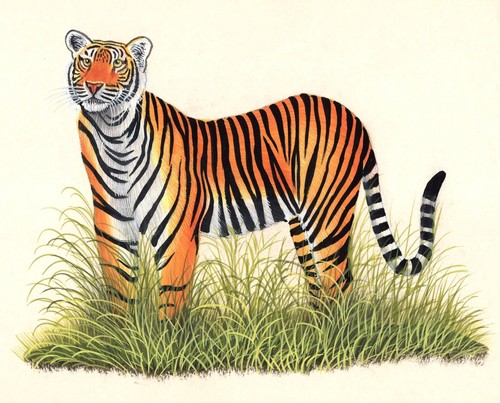 Royal Bengal Tiger Handmade Art Grand Indian Miniature Wild Cat Animal Painting - Picture 2 of 3