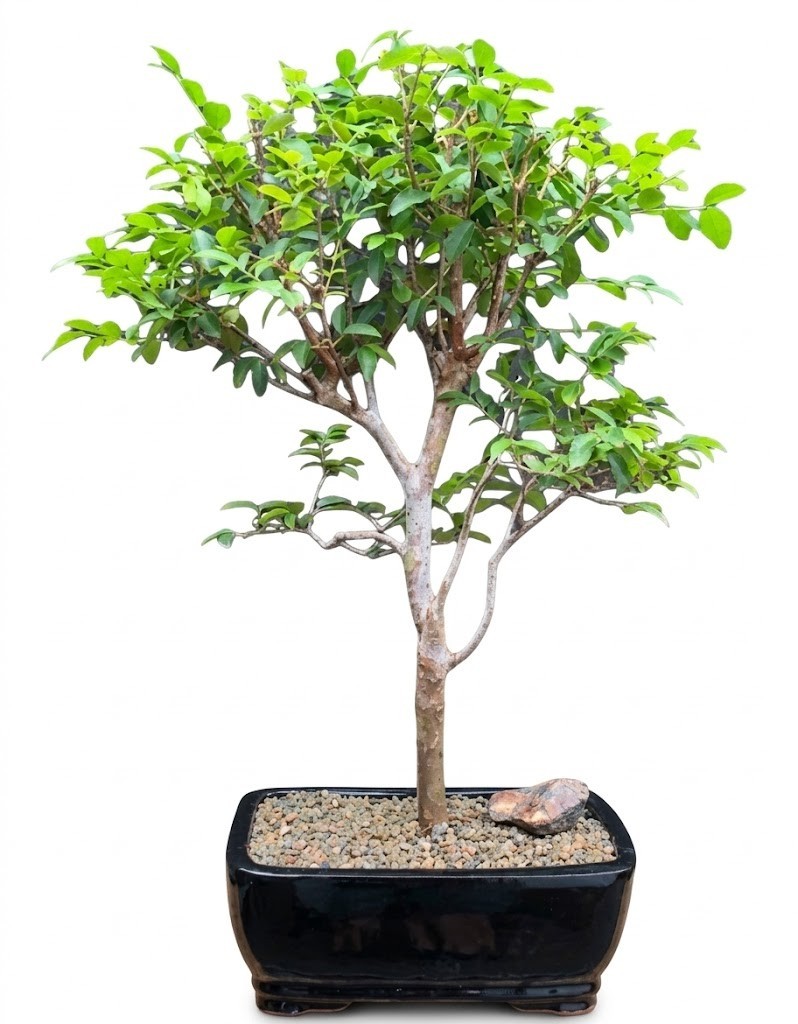 Live 16 Yr Old Jaboticaba Bonsai Tree Brazilian Grape Tree Trunk