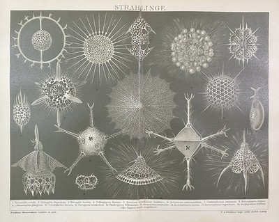 antike Grafik Fauna: Strahlinge - Radiolarien, Urtiere - alte Grafik um 1900