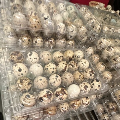 Speckled Quail Hatching Eggs in Clear Plastic Egg Cartons