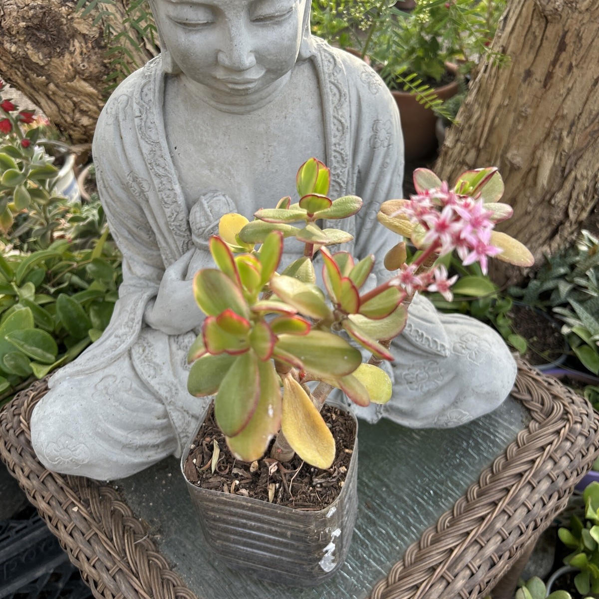 money plant succulent Crassula argentea 'Money Tree' Variegata 8 Inch