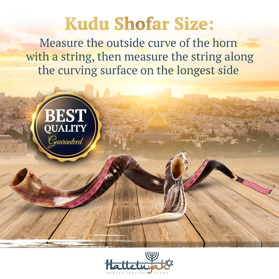 Juego de Shofar HalleluYAH 28"-32" Medio Cuerno Kudu Yemenita Plus Cuerno de Carnero de Bonificación Gratis Foto 3 de 4
