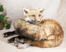 Red Fox Mount Taxidermy Oddity Curiosity Display Collectible specimen decor gift