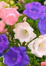 CANTERBURY BELLS MIXED CALYCANTHEMA NATURAL SEED 0.5 GRAM APPROX 2000