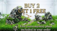 12 Dwarf Hairgrass Eleocharis parvula Live Aquarium Plant Planted Tank   
