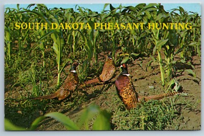 Postcard Chinese Ring Neck Pheasants South Dakota State Bird Chrome L1G