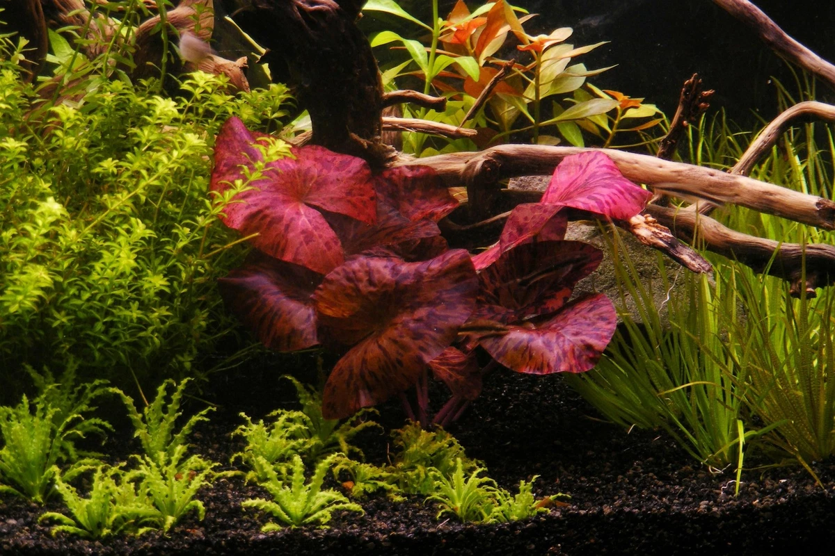 Red aquarium plants discount