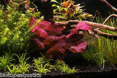 2 Nymphaea ZENKERI Red Tiger Lotus bulb live aquarium plant tropical betta  hide