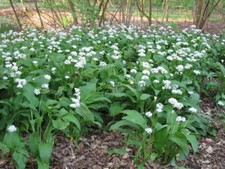 Wild garlic se ds Ramson, 0,1g Allium ursinum, organic 247-513 TRACK