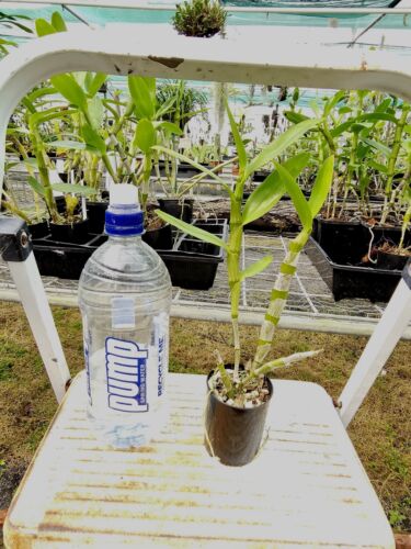 Dendrobium Soft Canes - 60/70mm Pots (Surprise Colours) - Picture 10 of 11