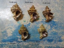 5 GRANDS TRUNCULUS HEXAPLEX COLLECTION , de GRÈCE