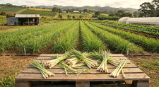 5-25 Rooted Premium Heirloom Lemongrass Culinary & Pest-Repelling Powerhouse