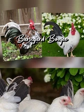 10+ Japanese Bantam Hatching Eggs