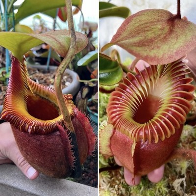 Nepenthes (Villosa x Rajah) x Villosa SG - JH (2nd Ever Sold) | eBay