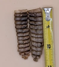 2 Nice Western Diamondback Rattlesnake Rattle #12-143