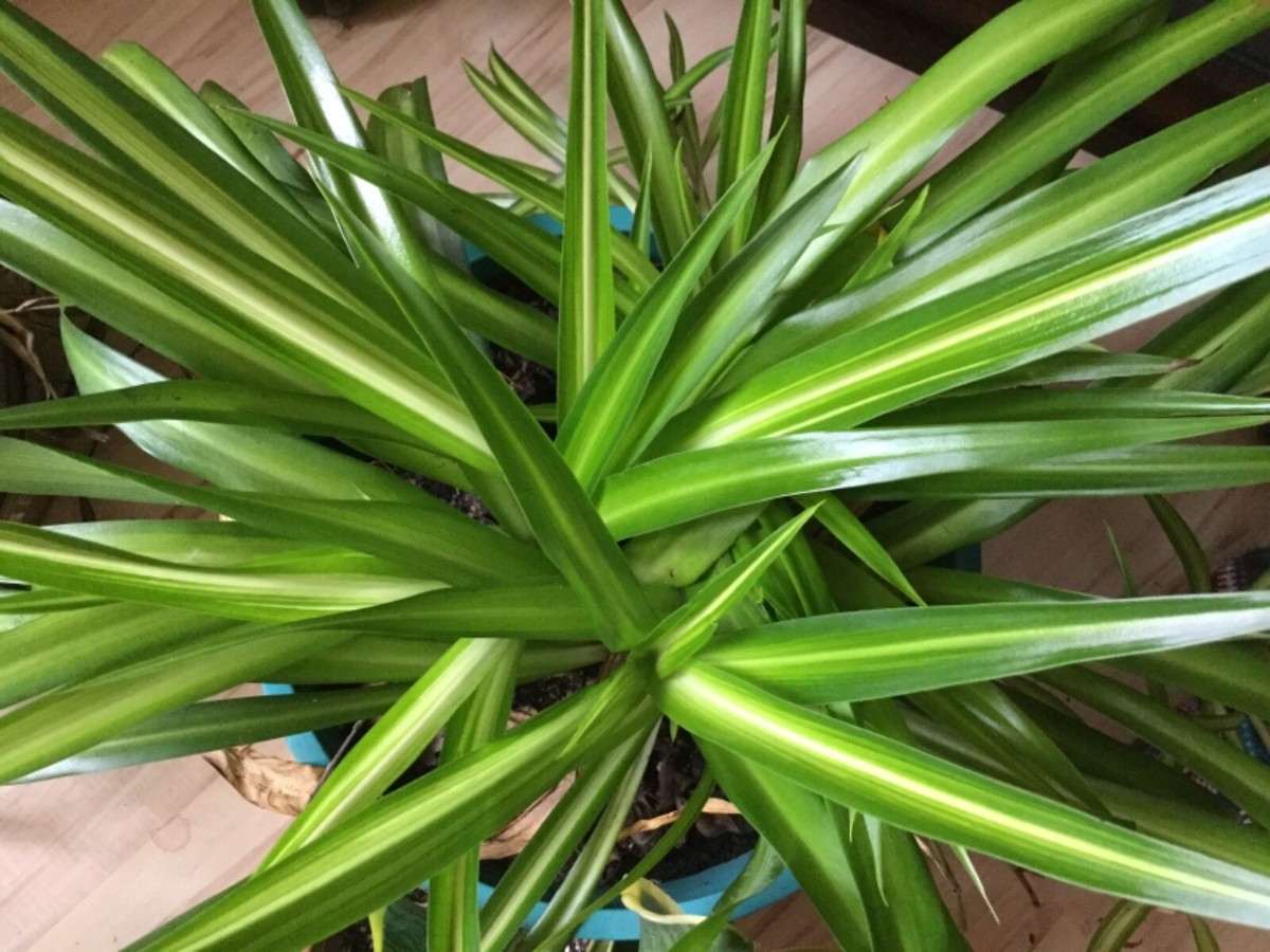 mamei philodendron Philodendron Mamei