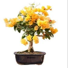 Yellow Bougainvillea Live Starter Plant Bougainvillea Tree 4-6"Tall, Ship No Pot