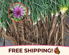 225+ Salsify Seeds 'Sandwich Island' | Heirloom, Non-GMO Vegetable Garden Seed