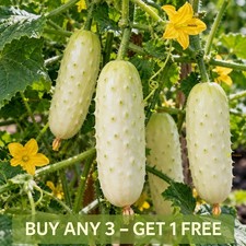 Cucumber 50 Seeds White Wonder | Creamy White Heirloom Cucumber