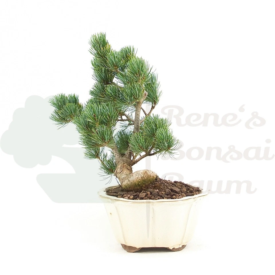 BONSAI Mädchenkiefer 'Pinus parviflora' Winterhart & Pflegeleicht, Traditionell - Bild 2 von 4