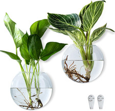 Oblate Glass Wall Planter Propagation Station for Indoor Plants Set of 2 