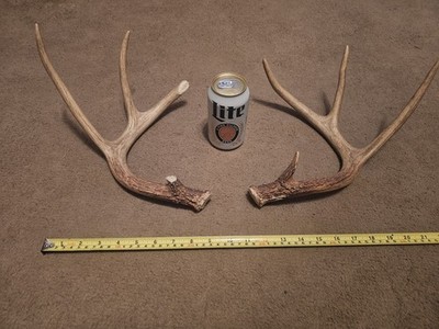 Whitetail Deer  8 Point plus Antler Rack Horns Knife Handles  4 x 4 sheds crafts