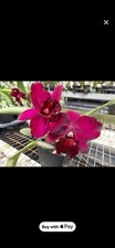 Cattleya Orchid Live Potted Flowering Plant Red Blooms Indoor/Outdoor w/