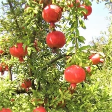 Pomegranate 'Sweet'  - Punica granatum - Live Plant