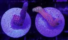 WYSIWYG 2 Frags of Bubble Gum Digitata Coral Free Ship!