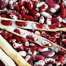 Jacob's Cattle Bean Seeds for Planting (20 Seeds) - Big Yielder