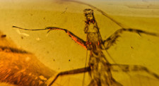 A101 BU1100 Beautiful Nymphal Mantis in Burmese Amber 99 million