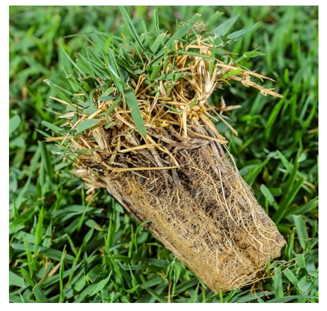 Zenith Zoysia Grass Seed 5000 Seeds Grass Plant Ground Cover