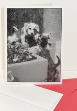 Pet Sympathy Dog Card Puppies We Care 5x7 SET 10 - Hidden Heart in Picture