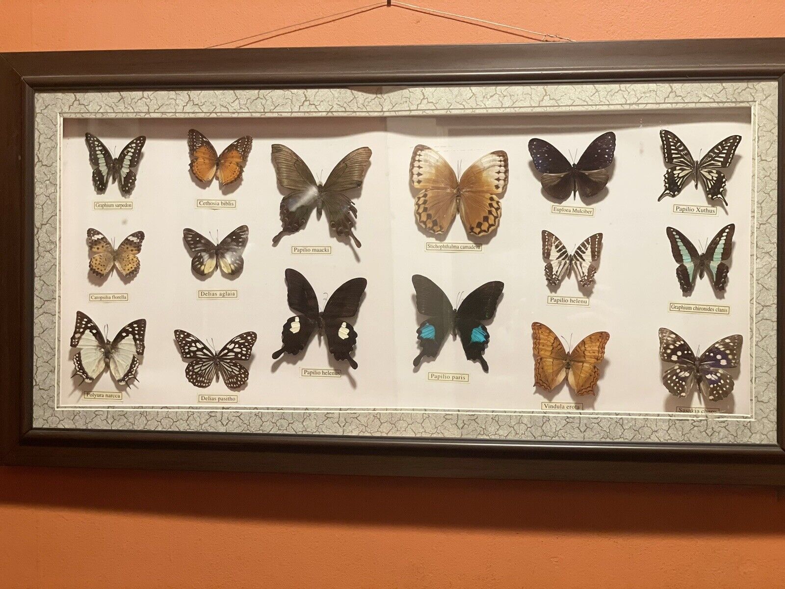 10pcs（Butterfly species with no duplicates）​natural Real Butterflies  Specimen