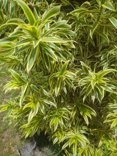 Song of India Pleomele Dracena Reflexa variegated 7 x cuttings 25cm each - Picture 1 of 8