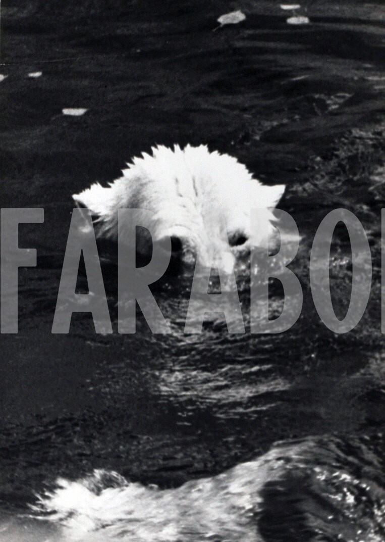Photo De Presse Vintage - Zoo De Vincennes, Ours Nageurs, Tirage 24x18 Cm, 1950-60
