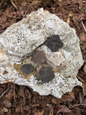 5 Florida Ice Age Turtle Nuchals