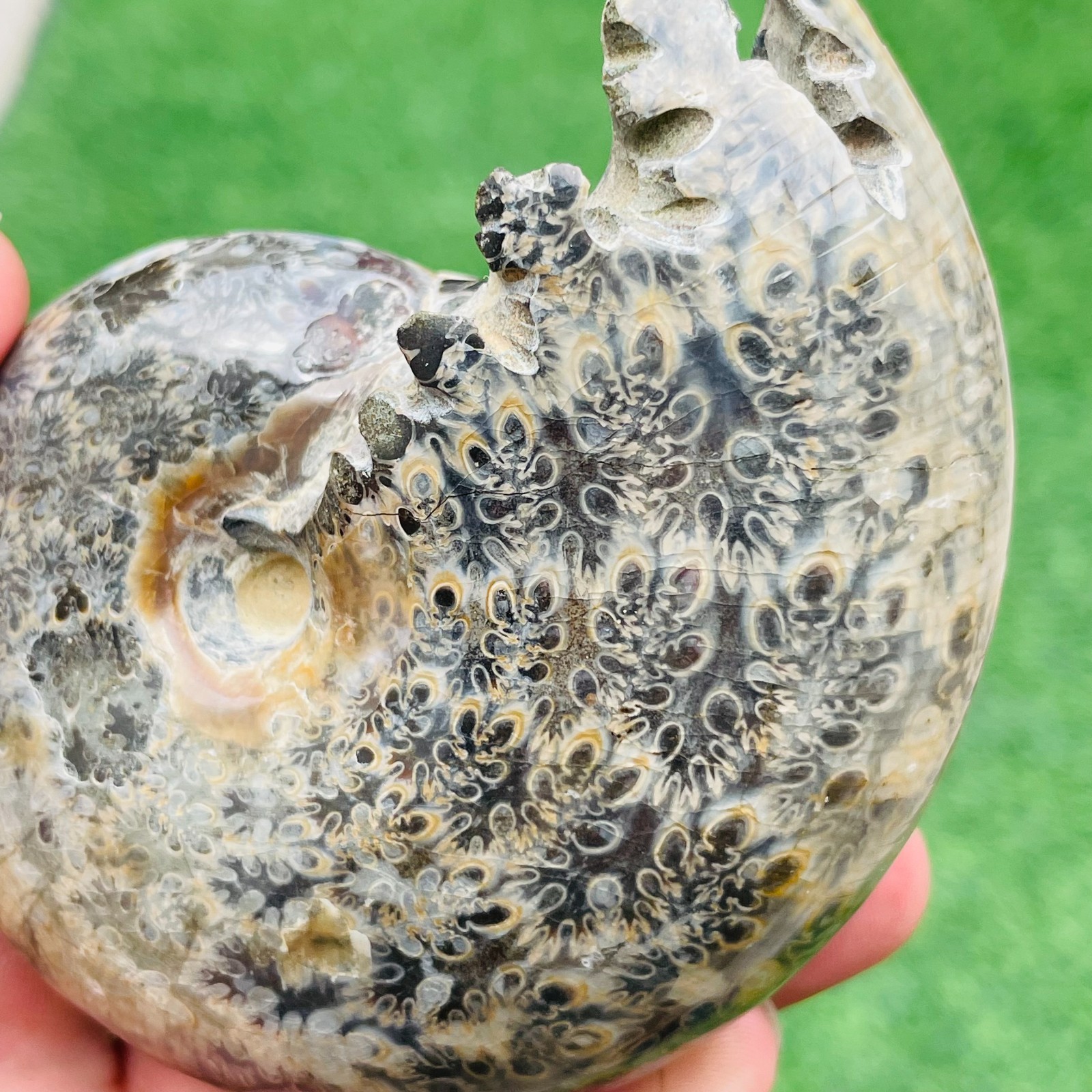 312g Natural Ammonite Conch Crystal Specimen Mineral Specimen Healing