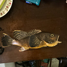 Black Sea bass Taxidermy Specimen Standing Mount 13in L x 4in H x 3in W