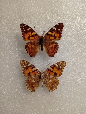 Vanessa cardui Schmetterling Set Präparate, A-, Entomologie, Taxidermie, Flügel ausgebreitet
