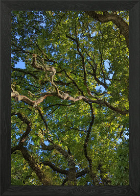Baum Baldachin Ansicht gerahmtes Wandbild Poster Leinwanddruck Bild