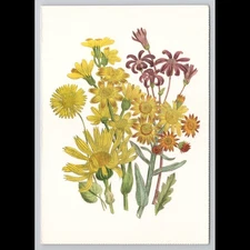 Vintage Postcard Floral 1993 Unposted Flowers Garden Botanical Scenic View