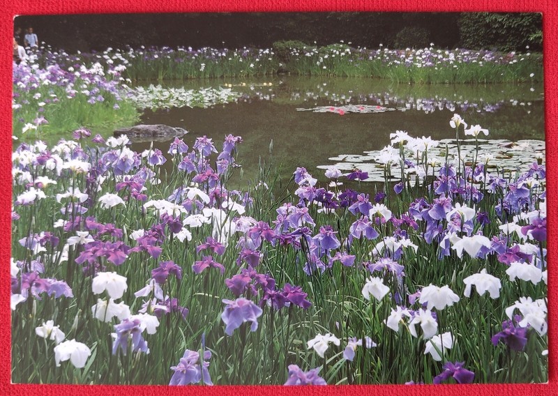Vintage 90's Postcard - The Garden, The Heian Shrine - Kyoto, Japan