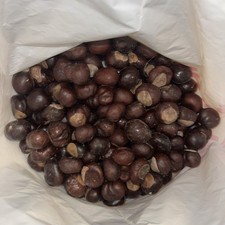 Lot of 500 Genuine Ohio Buckeye Nuts New Crop 2025  Nickel to Quarter size 
