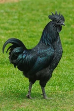3+ Ayam Cemani Hatching Eggs-Purebred- Solid Black Chickens- RARE BREED