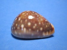 Cypraea vitellus polynesiae (Schilder &Schilder, 1939) "HAWAIIAN ISLANDS!" (58.7