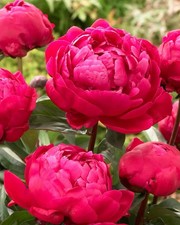 4 x Peony Karl Rosenfield Bulbs – Fragrant Perennial Bee Friendly
