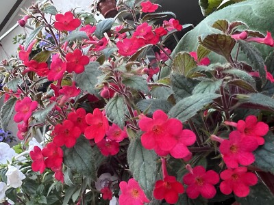 Achimenes «Tiny Red»(botanisch )5 Rhizome,  pflegeleicht.