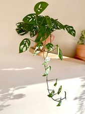 1 x LARGE Swiss Cheese / Monkey Mask Monstera cutting 8cm+ | ROOTING | Plant